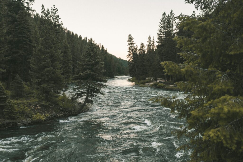 river running through pine forest on a foggy day